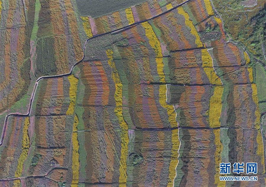 （美麗中國(guó)）（10）云南羅平：七彩花田美如畫(huà)